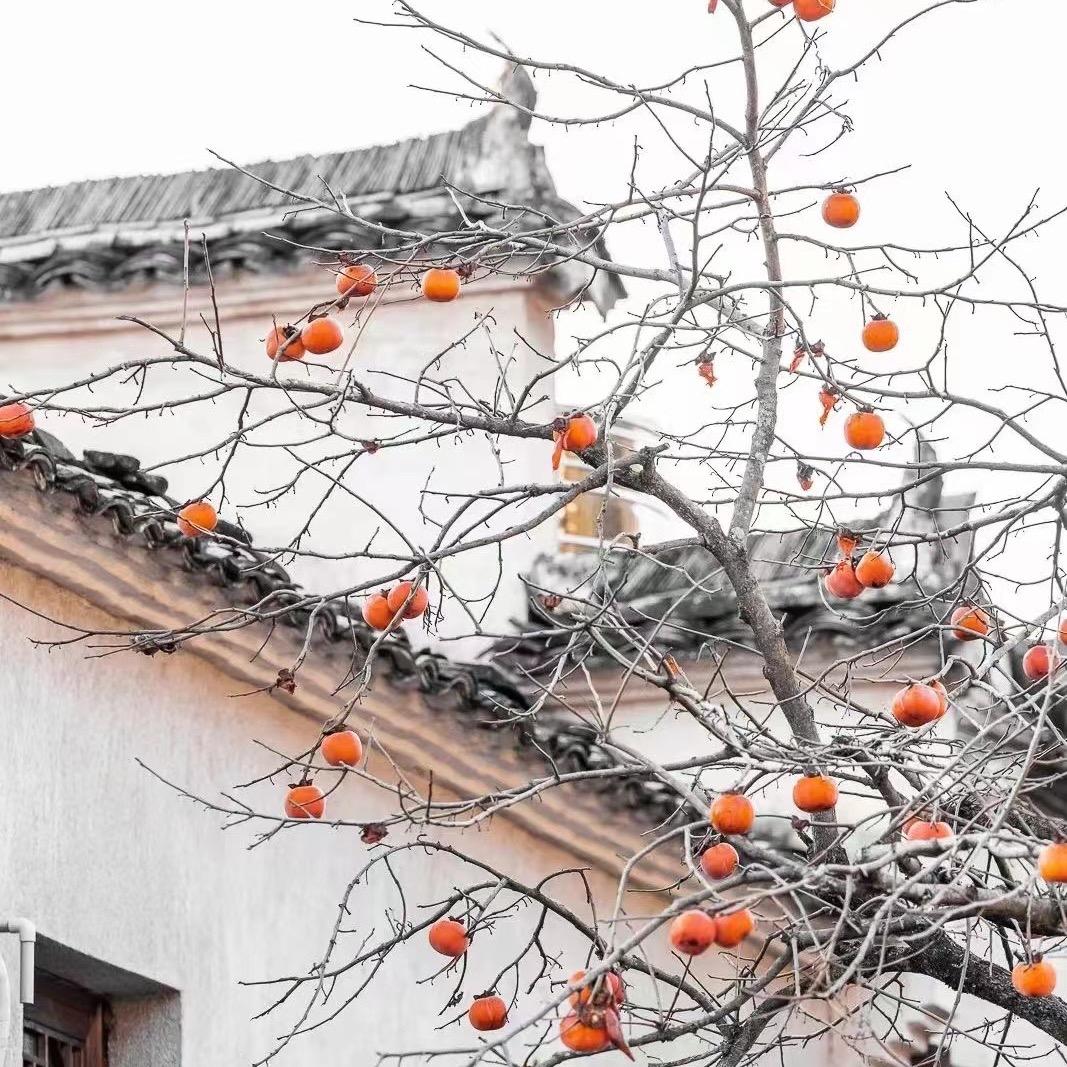 南堤平价墟招商