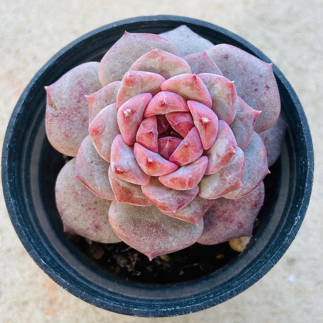 花迷多肉