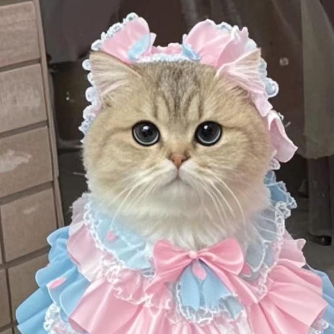 重度养猫爱好者💚