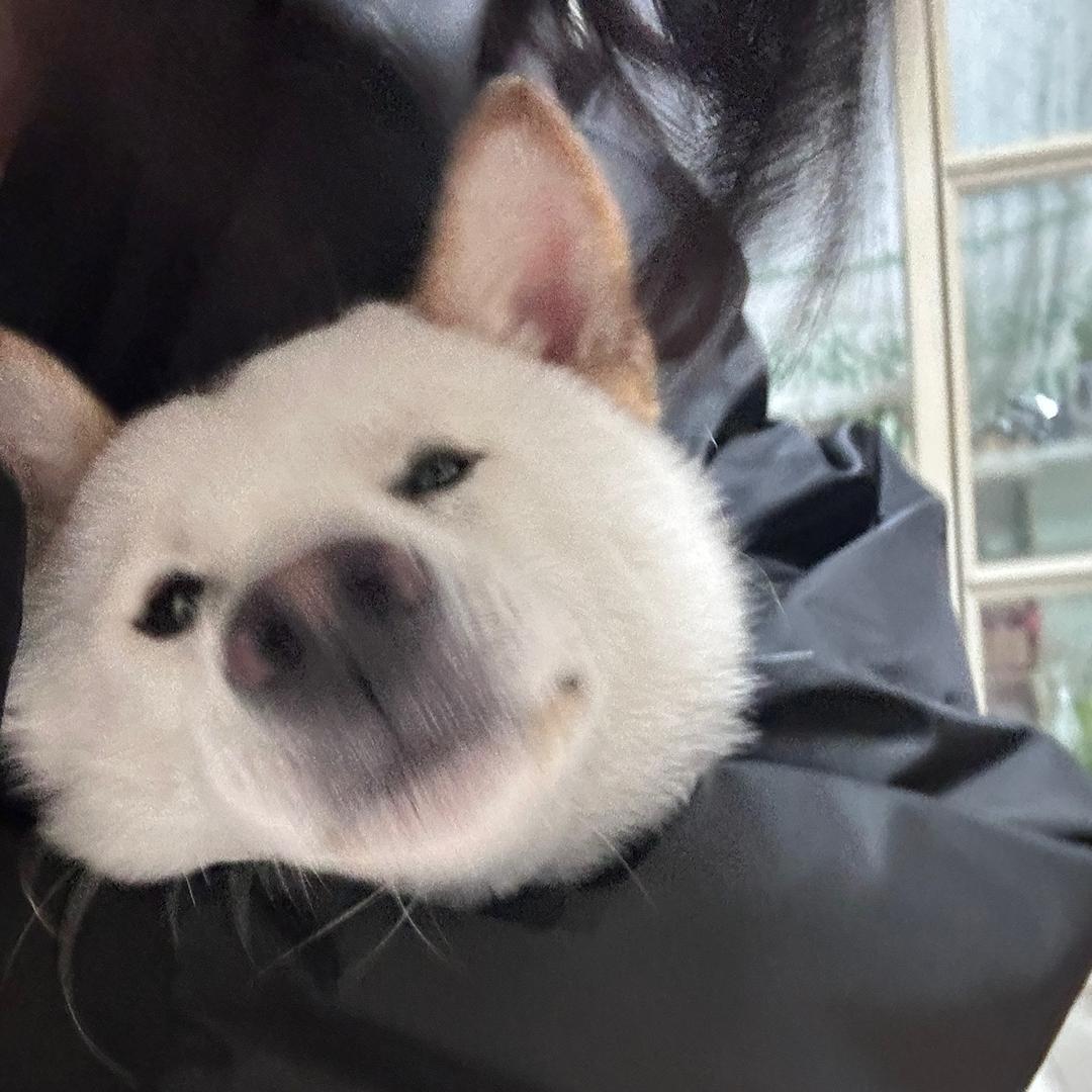 多多（三角洲跑刀）