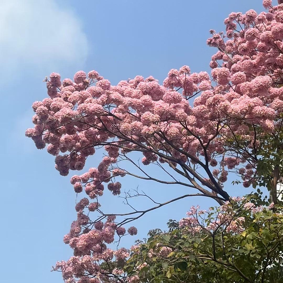 有时（好物分享）