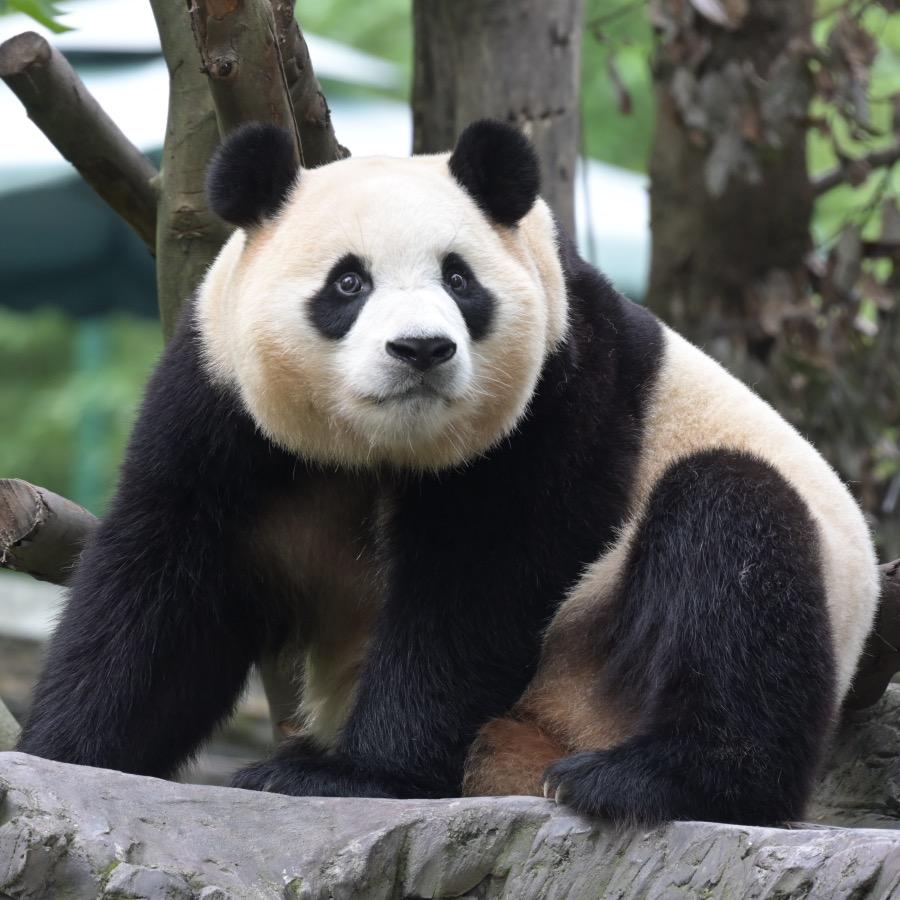 妙爱福（七音福）