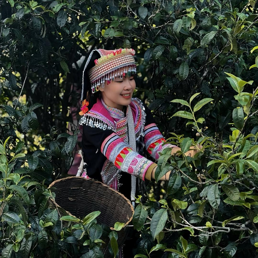 李那体云南古树普洱茶