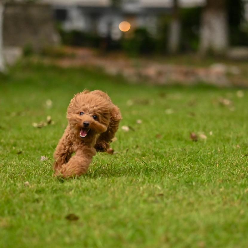 老板山飞行员✈️