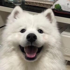 萌宠狗狗
