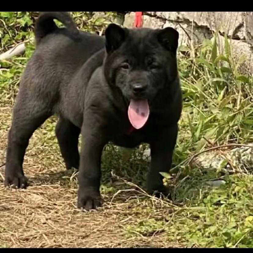 磊哥