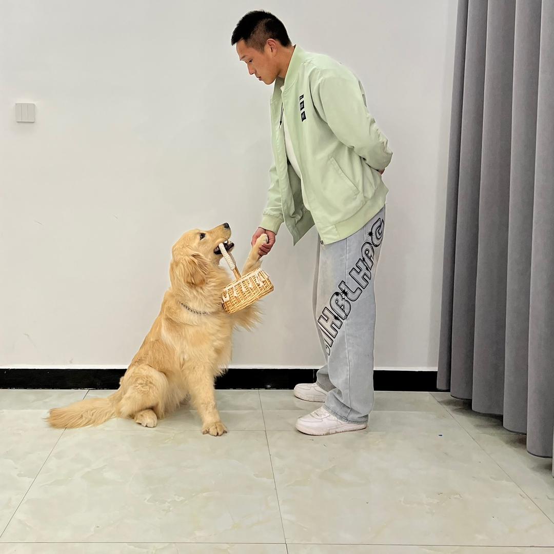 金毛笨笨的快乐生活