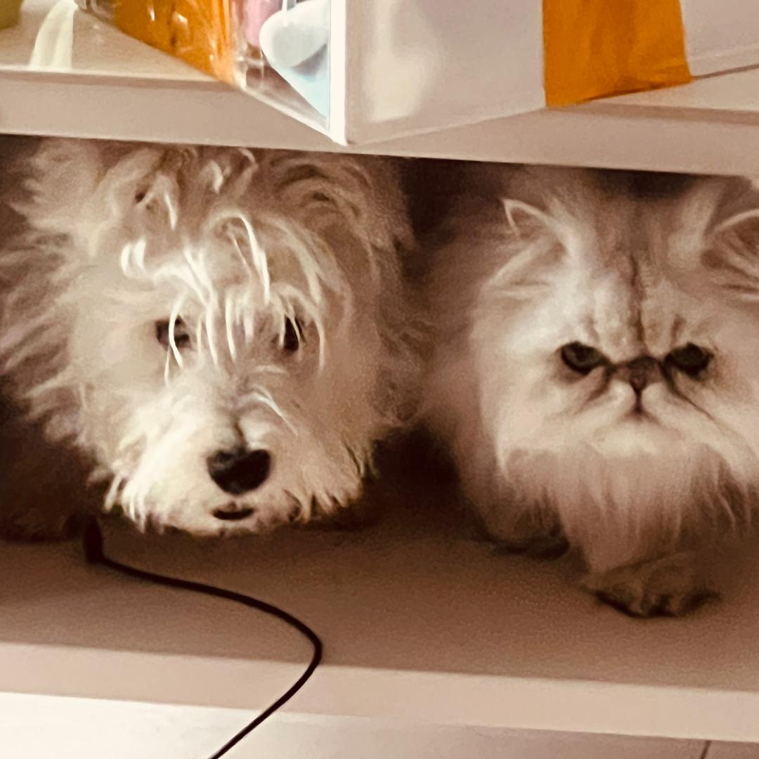 糕糕酒酒小糯米