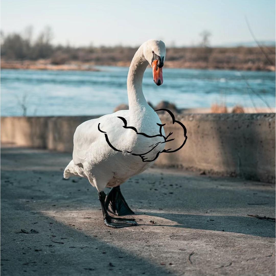 老鹅，老鸭批发