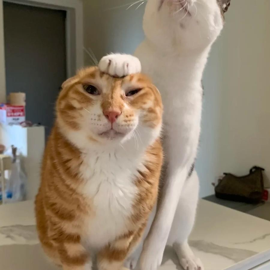 丹丹好运加倍👍