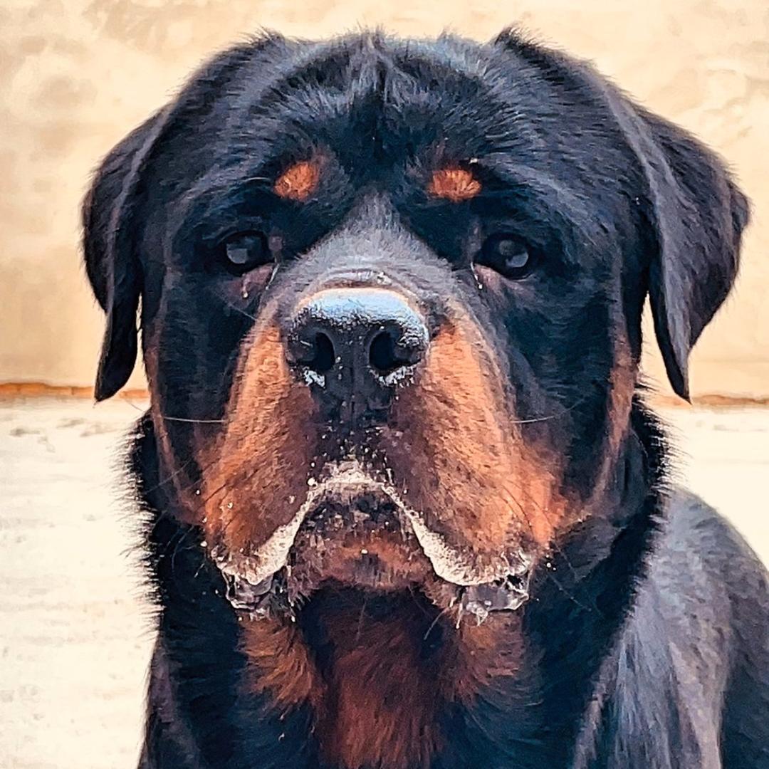 稷山县玖玥罗威纳犬舍