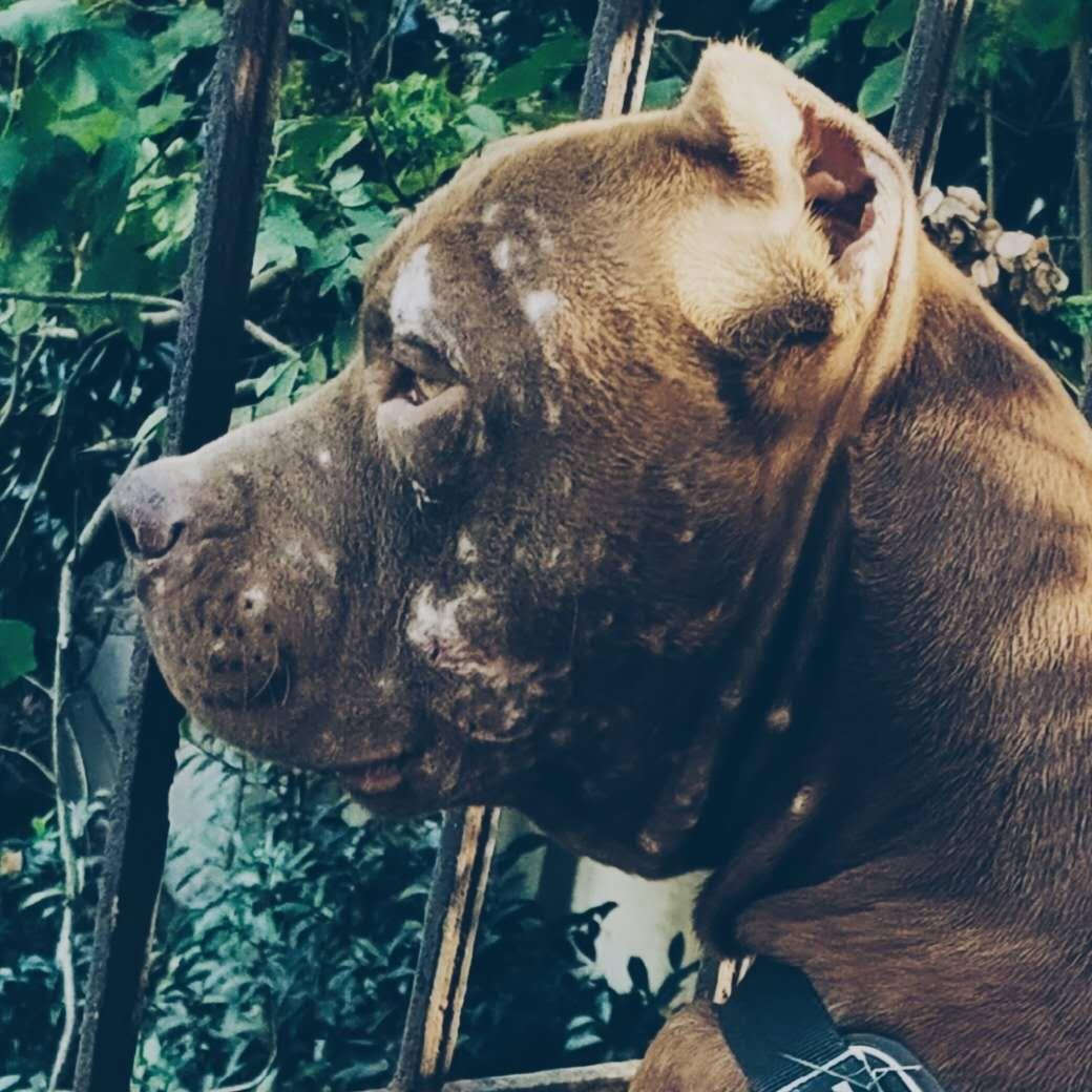 皖A比特犬