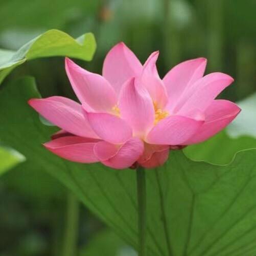 @五姐⭕️灯牌➕棒棒糖