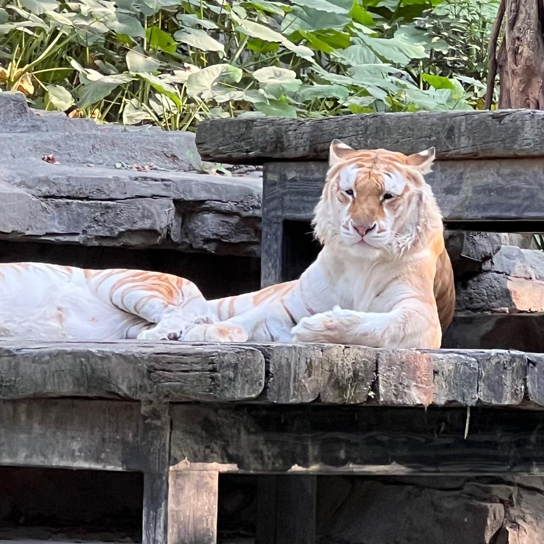 苏格拉底的羊和义