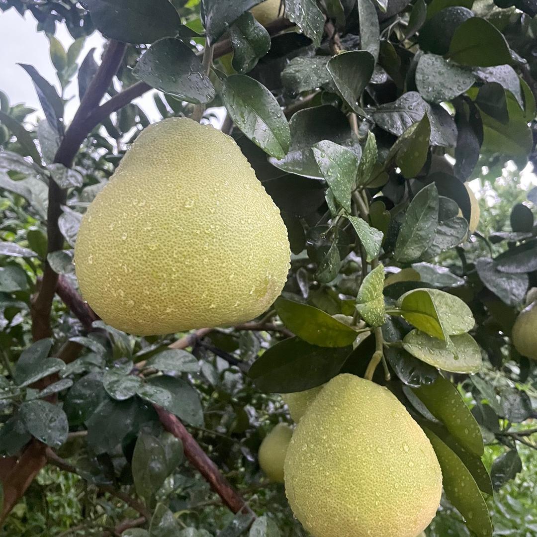 仙游县鲤城国亮水果店