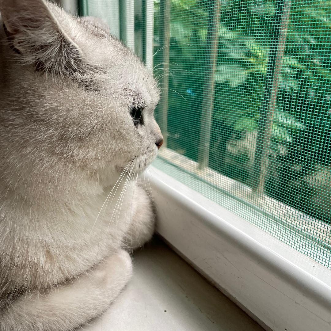棕诗小熊猫