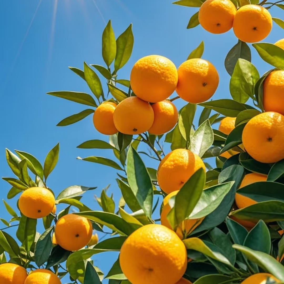 二燕果树提产管理