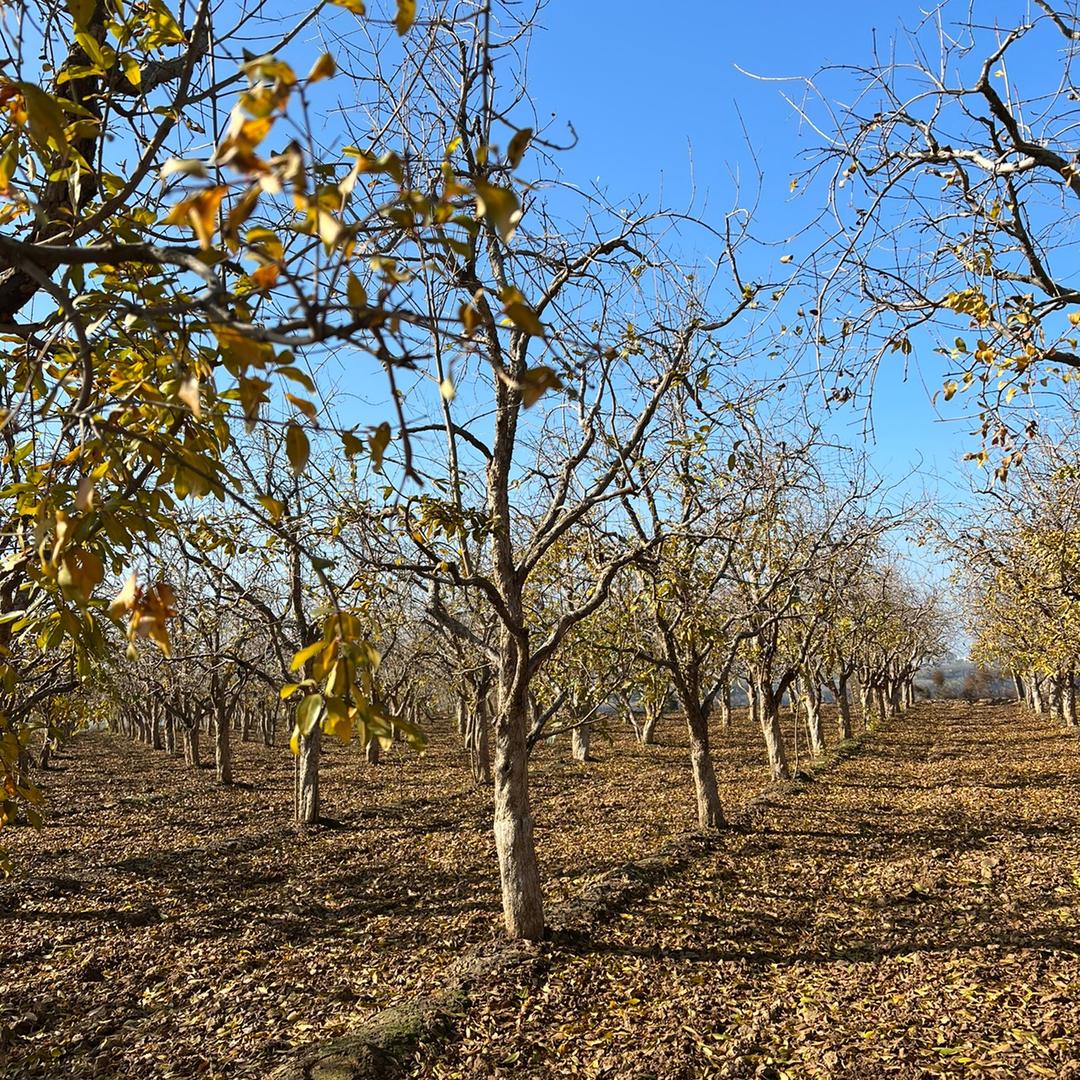 小李石榴老桩素材基地
