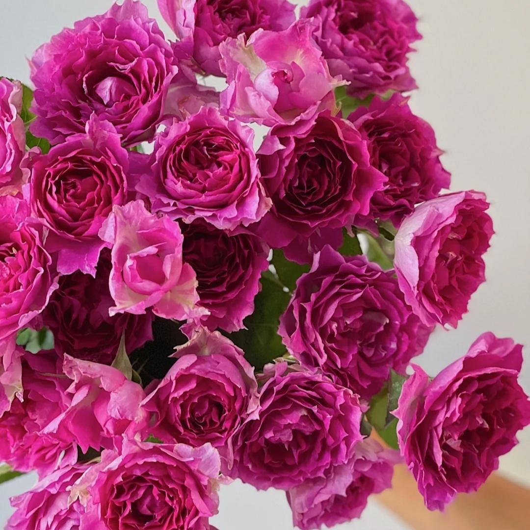 花满天A级花卉绿植园艺店