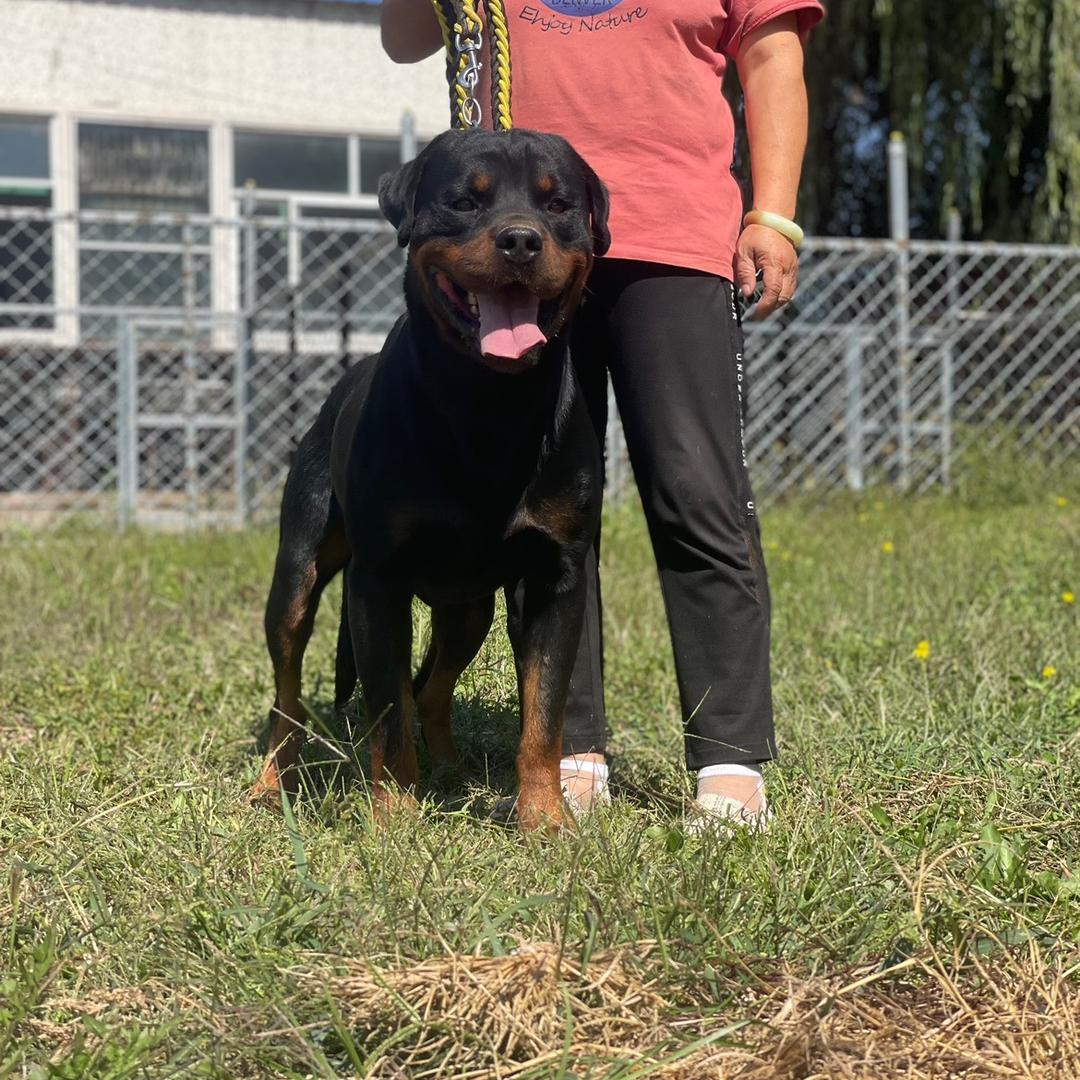 营口罗威纳繁殖基地