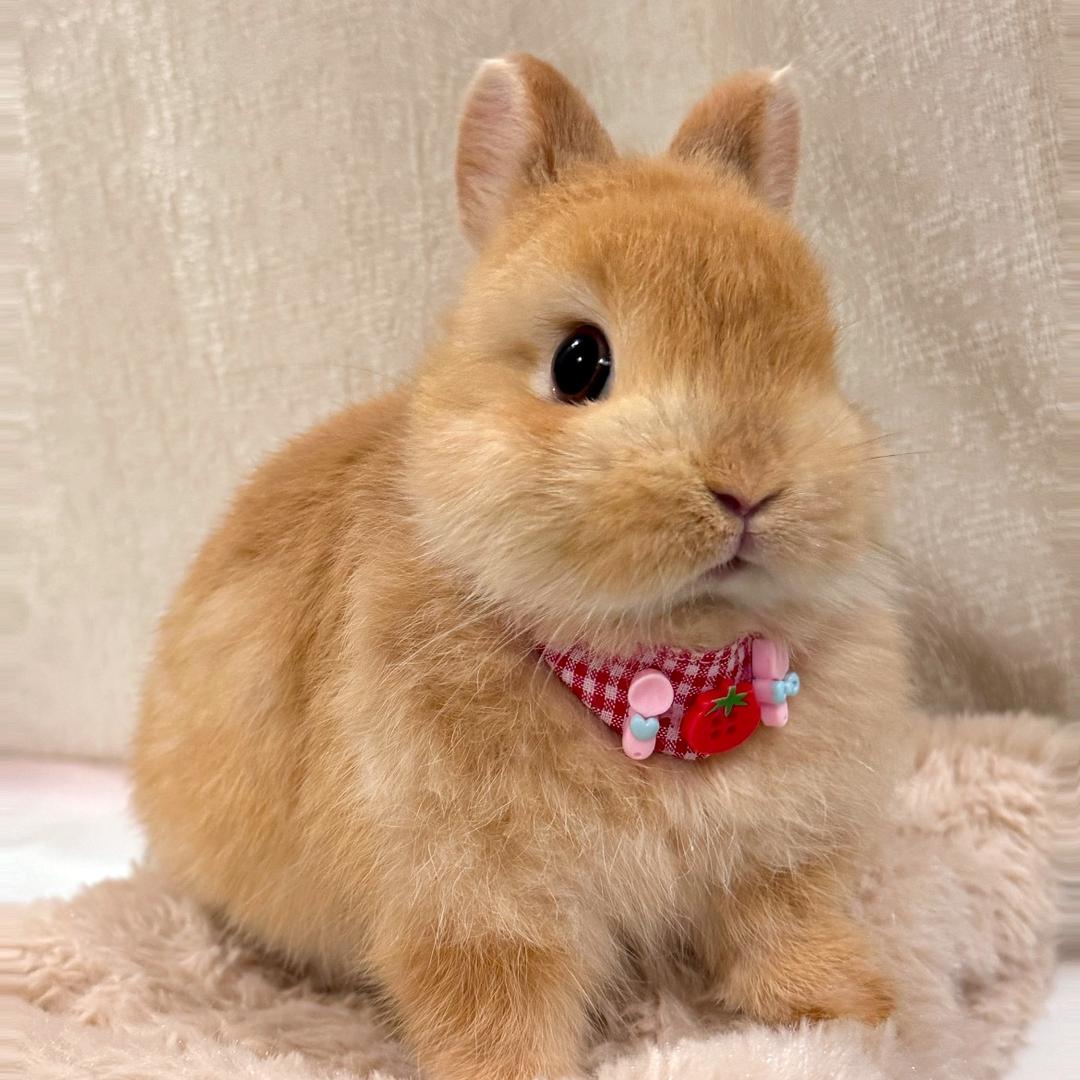 爱明宠物萌趣小铺