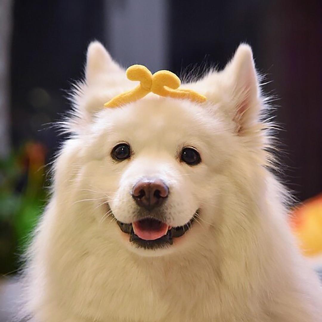 萌哆小宠