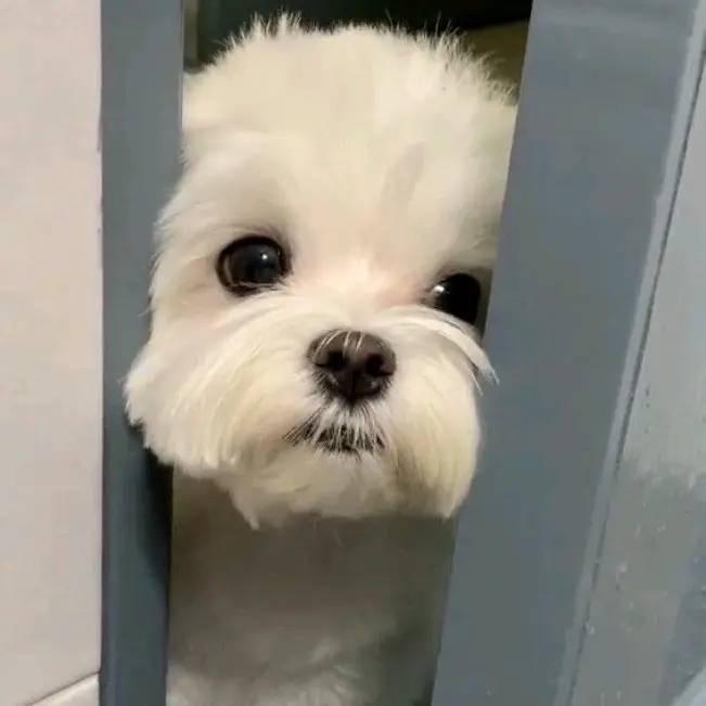 MC漫漫