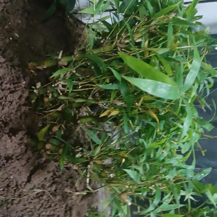 筱景鸿园艺个体店