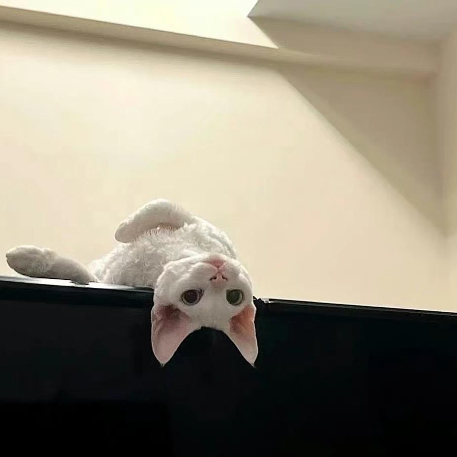 喵喵壮