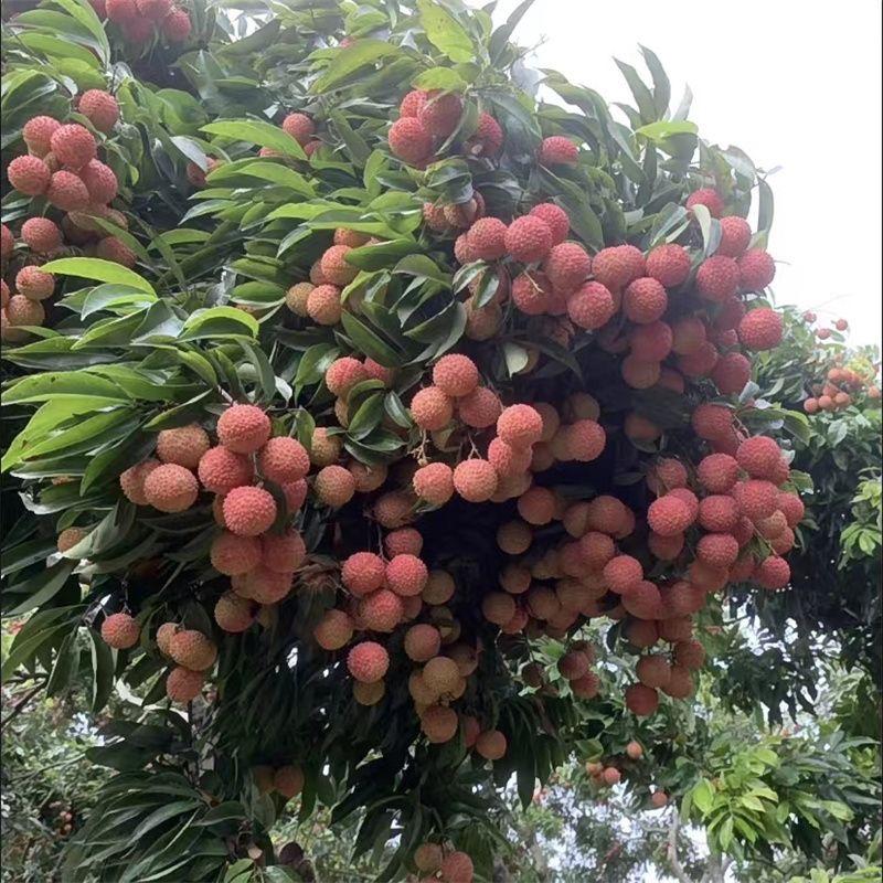 植己林果树苗木专营店