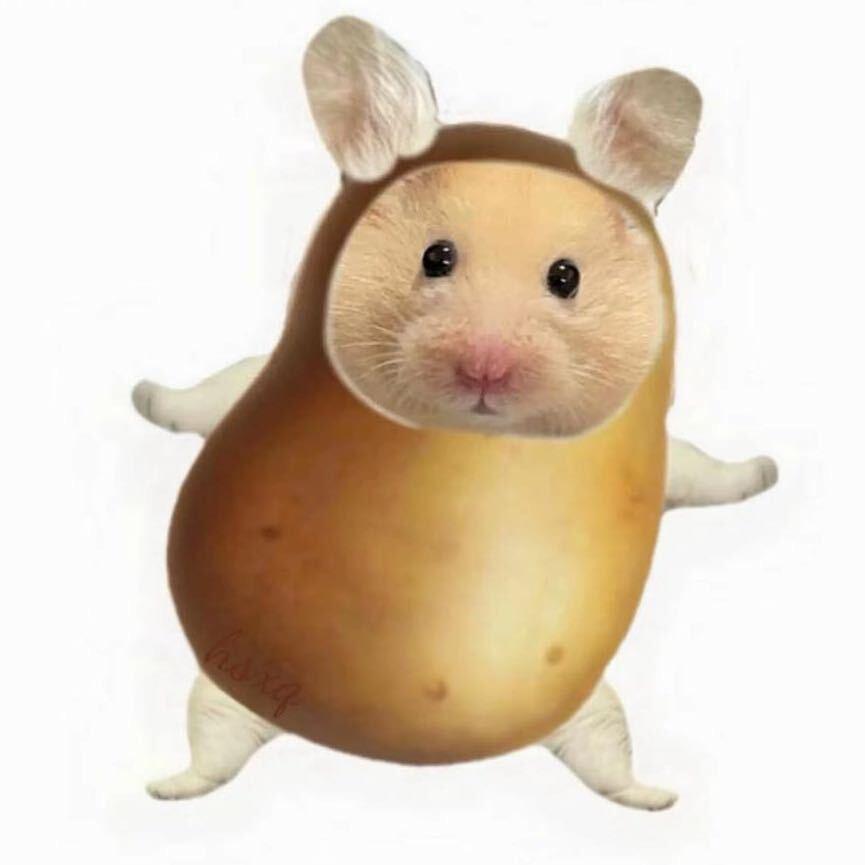 豆包豆包