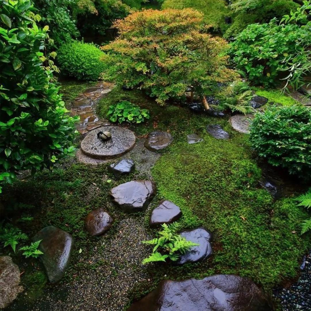大师姐多多茶