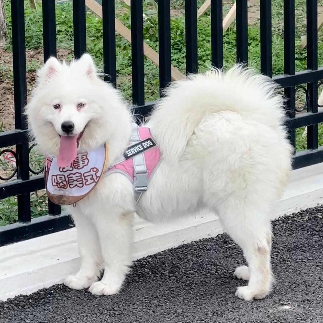 乖乖是只萨摩耶🎀