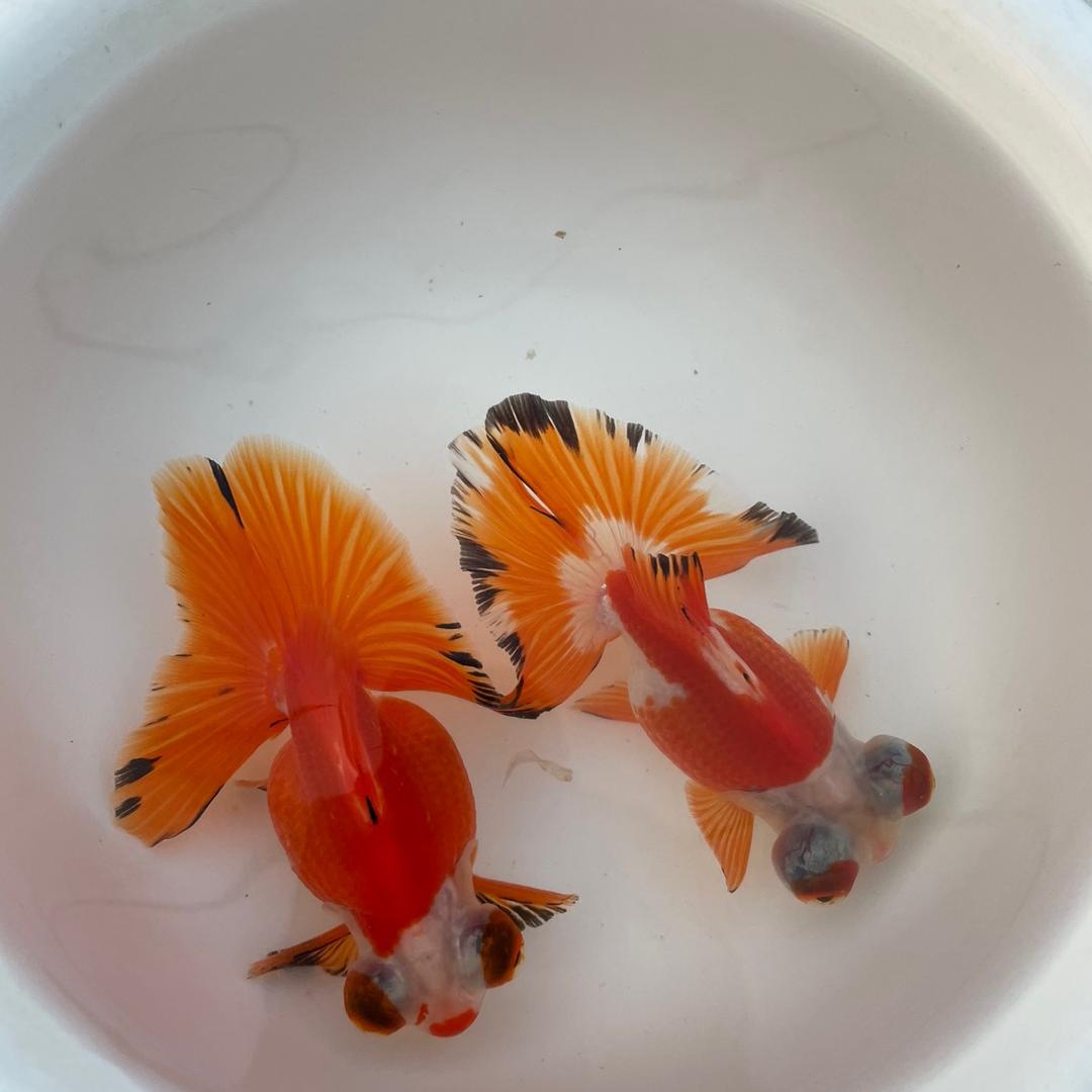 钰源观赏鱼