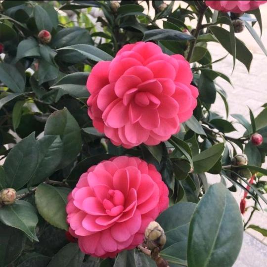 涵vs洺头像