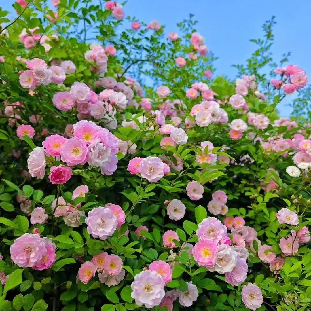 艳💗艳