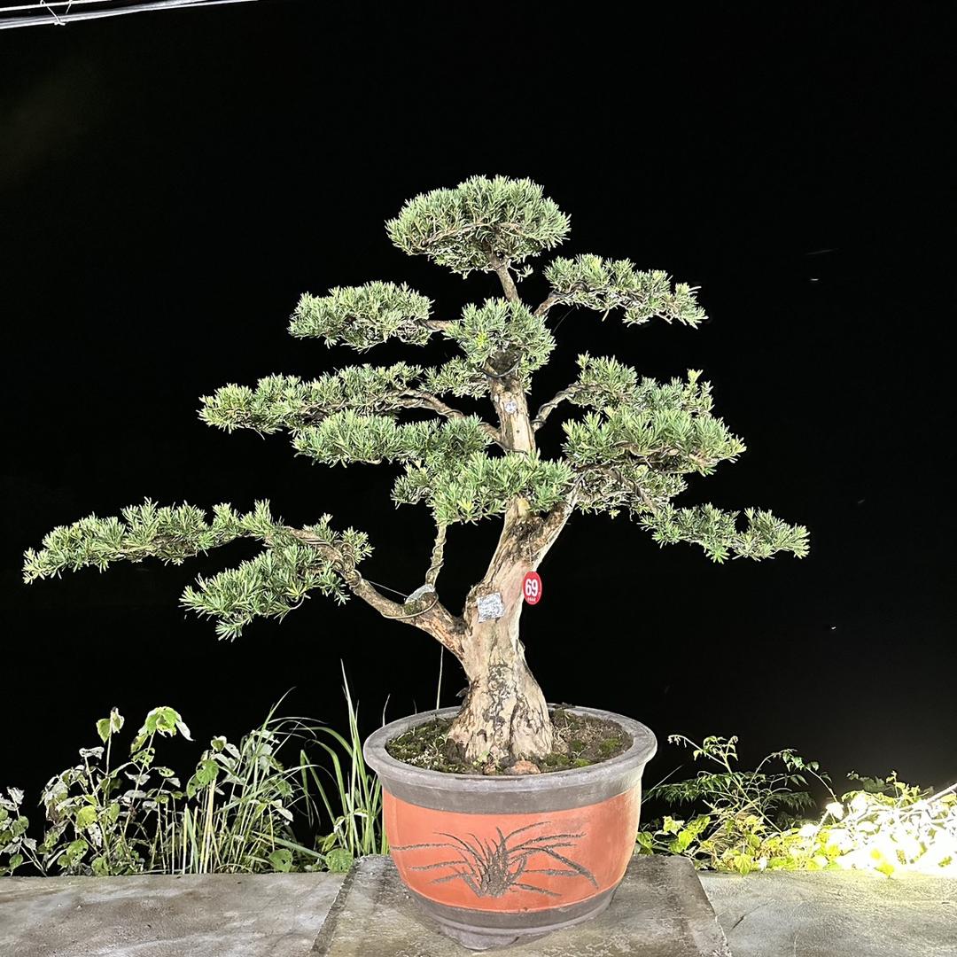 福建罗汉松盆景基地