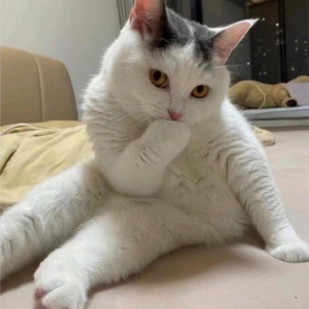 控猪工作室