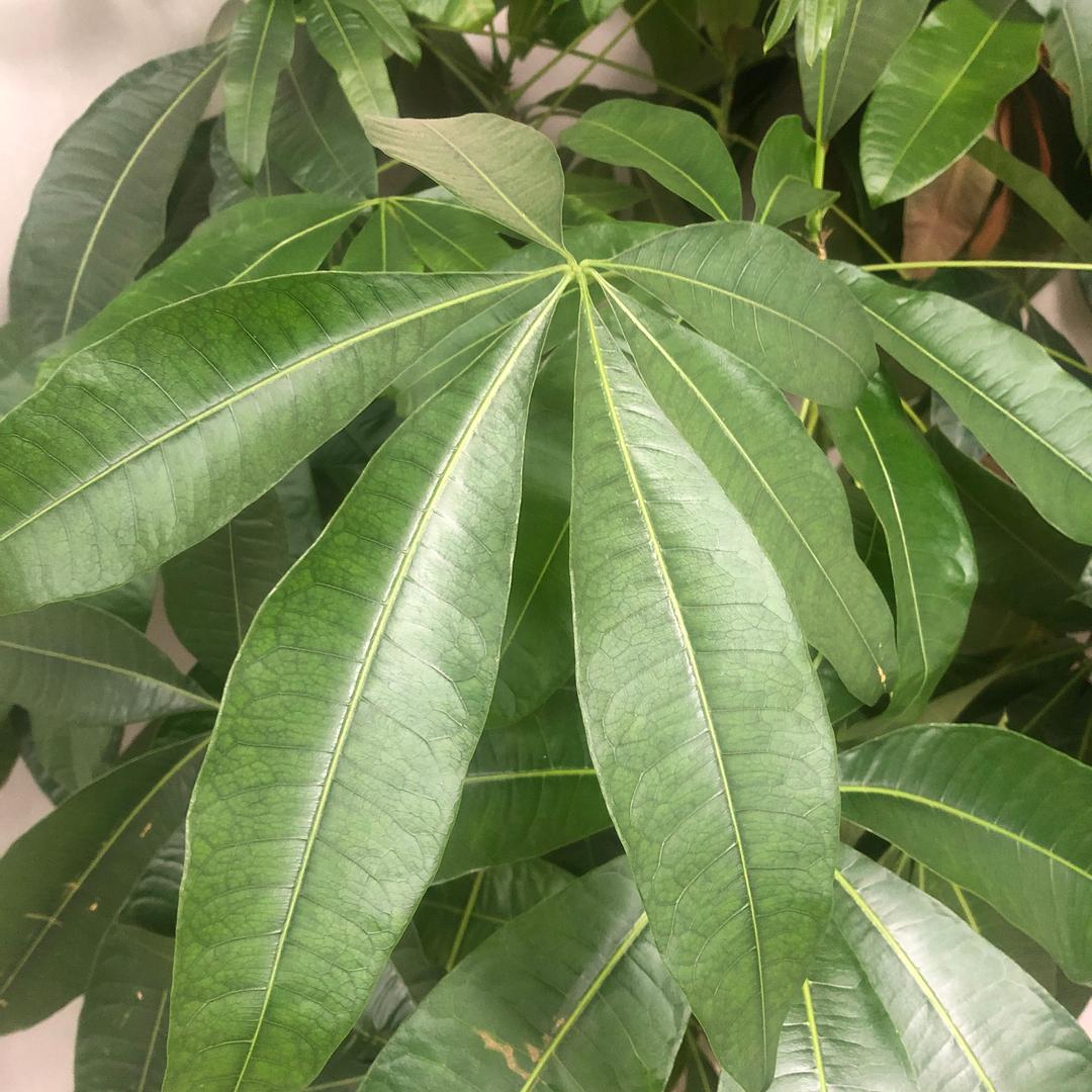 小太阳🌞@
