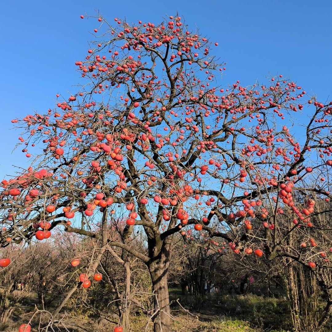 咬春潼福果树苗木专卖店