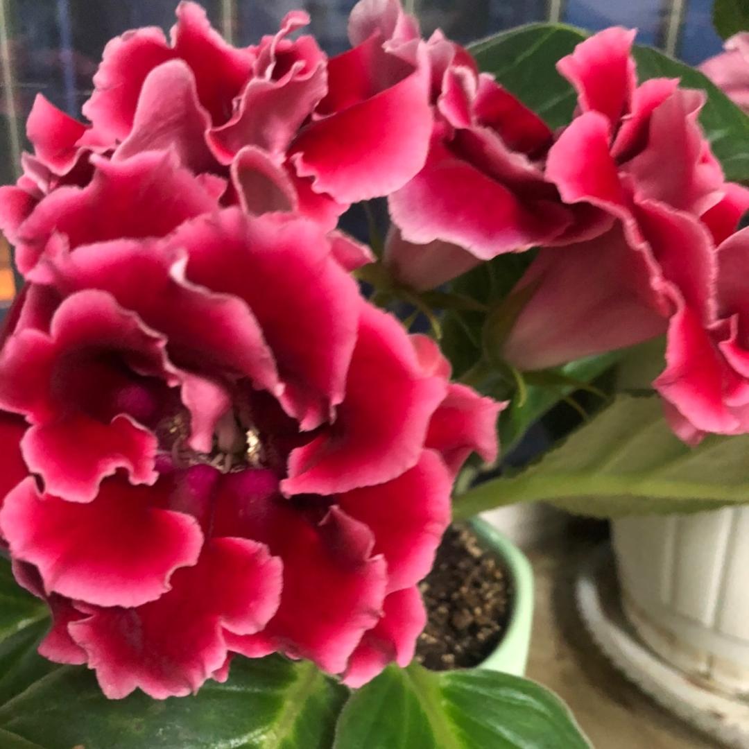 小花花