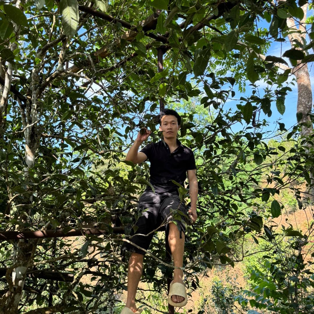 段誉源头普洱茶