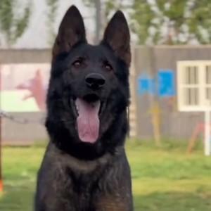 滕玉明csv博腾东德牧羊犬