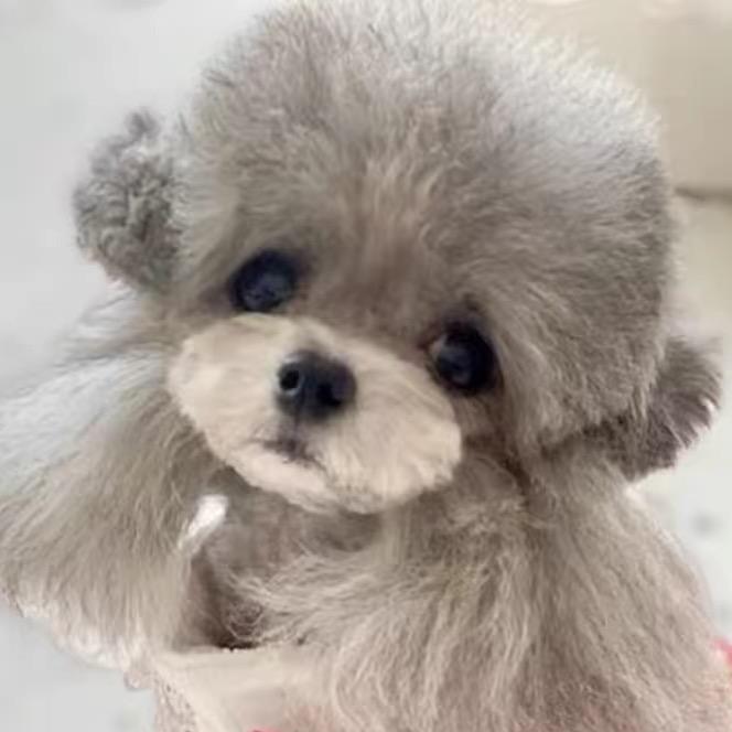 爱灰宝精品灰泰迪