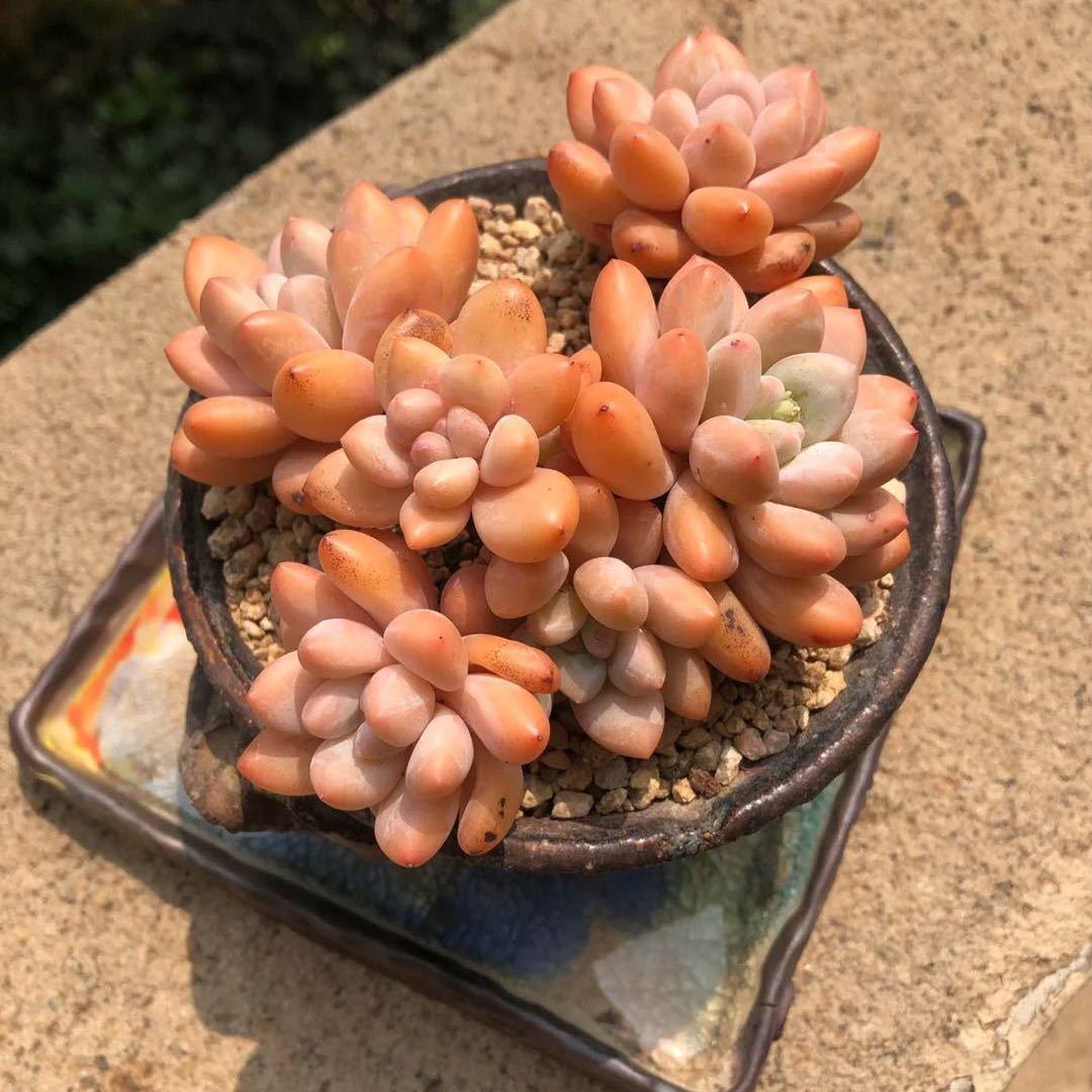 宜良颢民花卉生活坊