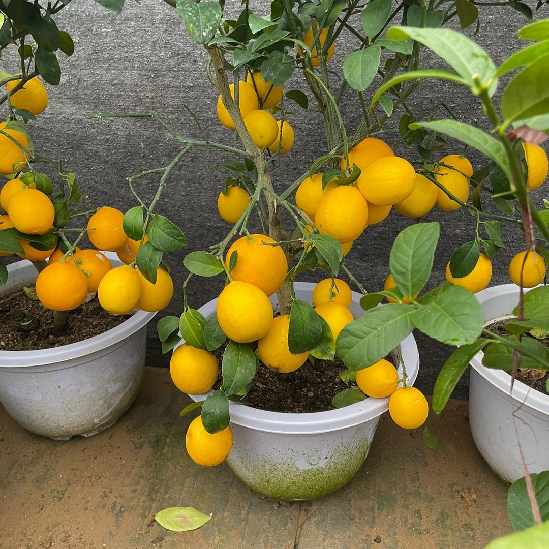 振放果树苗木专营店