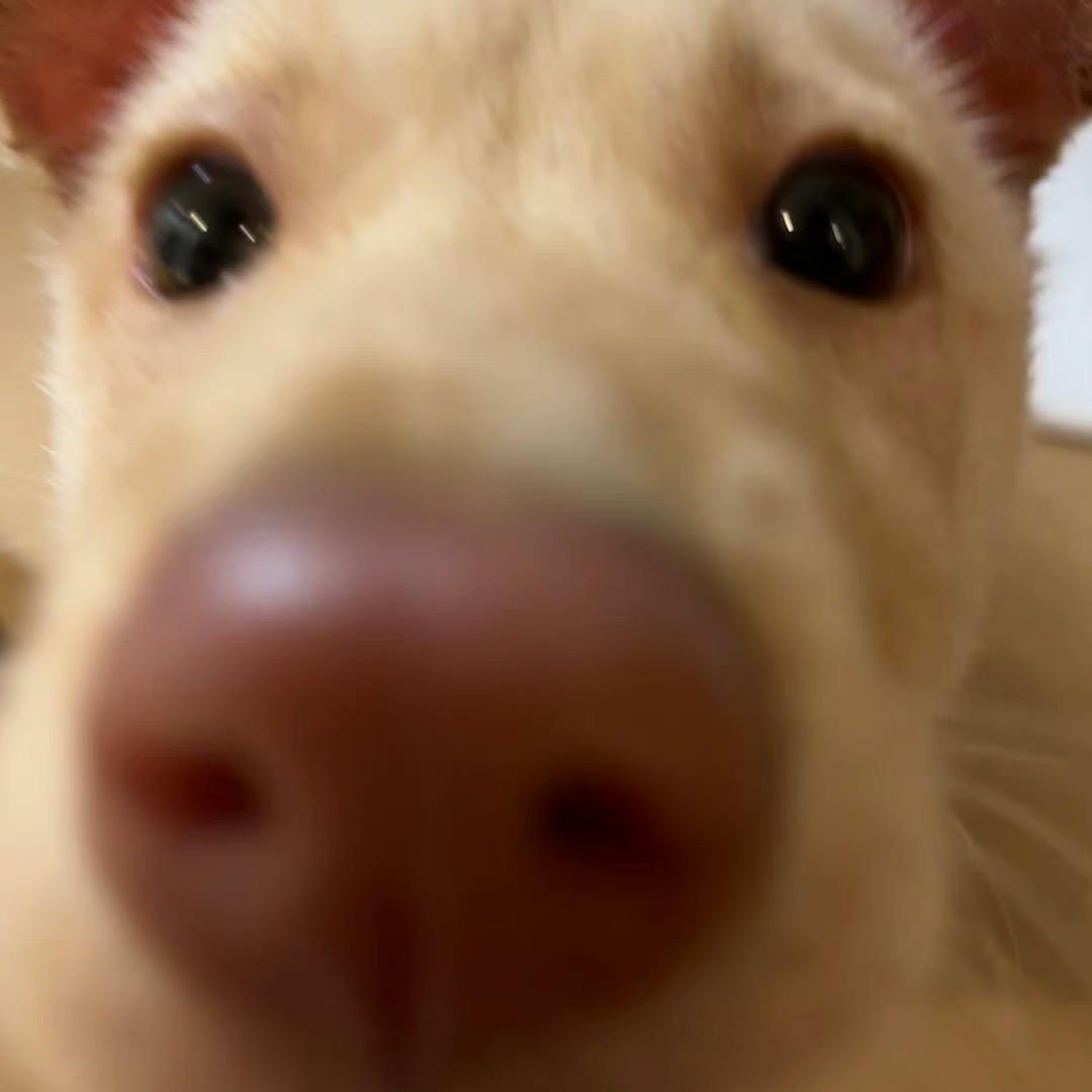 浙工大288号猫之使徒