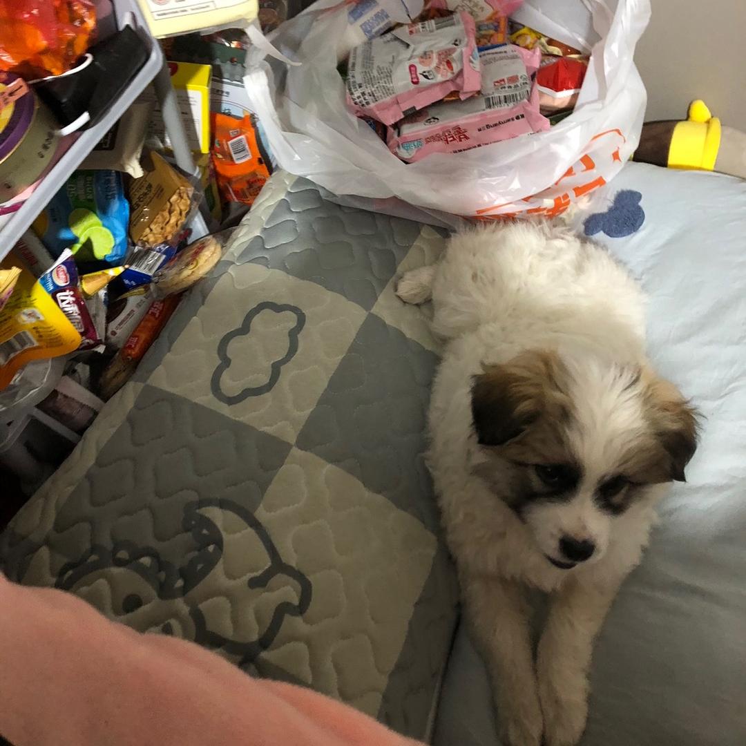 妄讯鱼