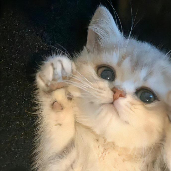 诚实营养（宠物食品代工厂）