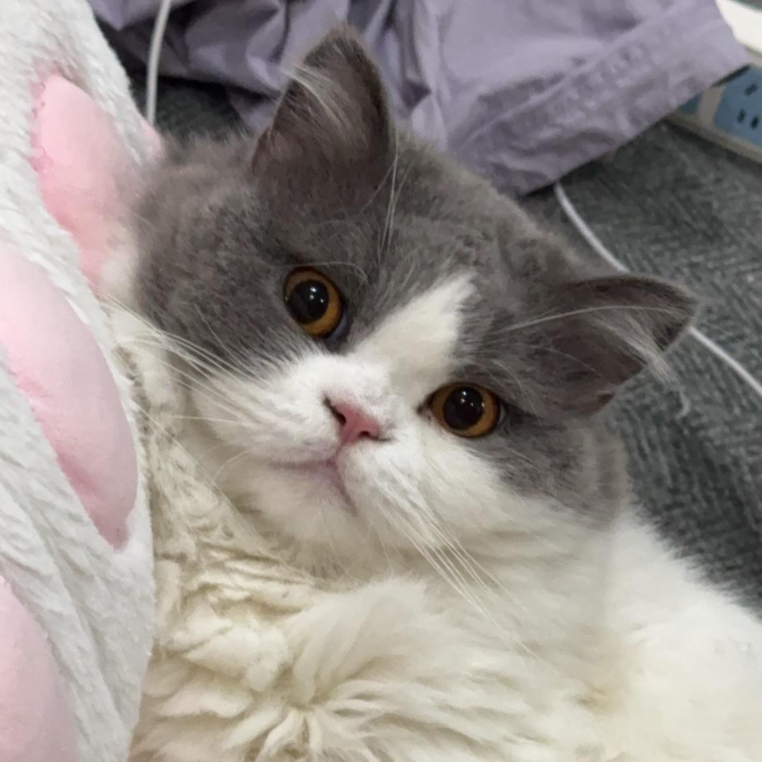 兔兔的藏宝箱